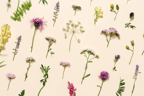 istock Minimal natural floral background with summer wild flower and grass. Botanical pattern 1362364285