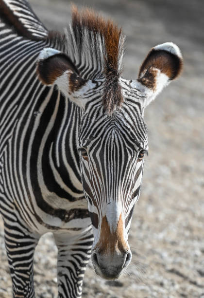 istock African Zebra getting afternoon sun as the temperature gets warmer 1362365244