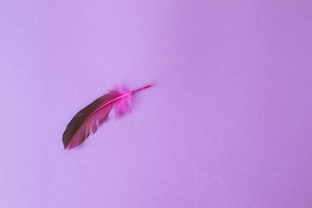 istock Bright purple bird feather on a lilac background, top view, copy space 1362366318