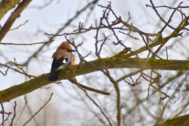 istock A jay sits on a thick branch of a tree. 1362366930