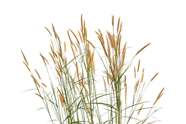 istock grass flower, rice Weeds, reeds, isolated on white clipping path 1362367626