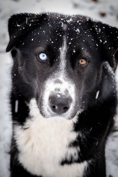 My dog Romeo in the snow