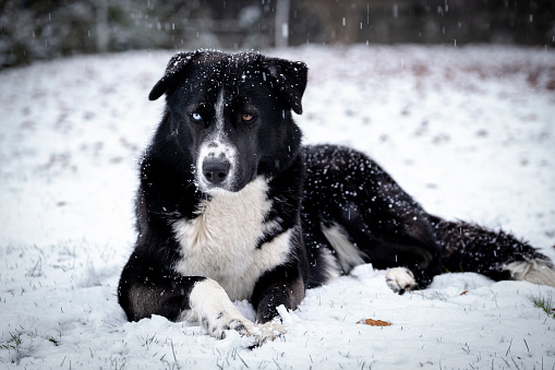 Beautiful black German Shepherd female dog on a snowy meadow in winter on a sunny day in Skaraborg Sweden