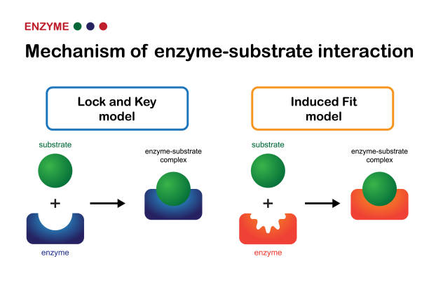 biologisches diagramm zeigt mechanismus der enzymsubstratinteraktion durch "schloss und schlüssel" -modell und "induzierte passform" -modell - enzyme stoffwechsel stock-grafiken, -clipart, -cartoons und -symbole