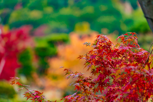 Autumn maple leaf landscape