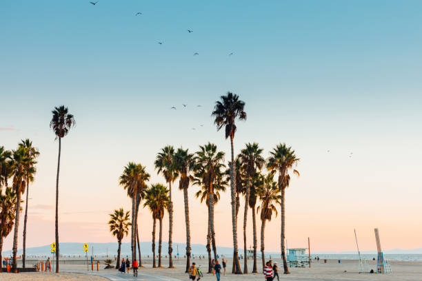 캘리포니아의 아름다운 일몰 - los angeles county city of los angeles palm tree travel destinations 뉴스 사진 이미지