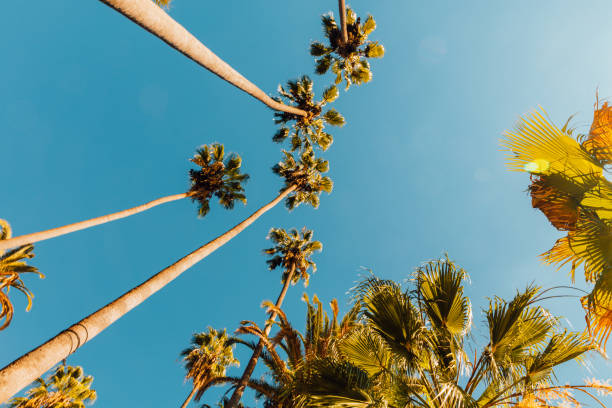 istock Californian palm trees under a shiny sunlight 1362370858