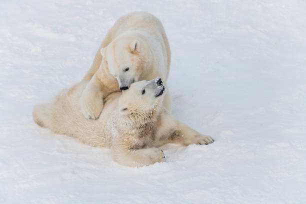 Two white bears playing together on snow stock photo