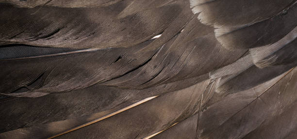 istock hawk feathers with visible detail. background or texture 1362372112