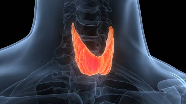 istock Human Body Glands Thyroid Gland Anatomy 1362372195