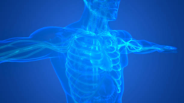 istock Human Circulatory System Heart Anatomy 1362372246