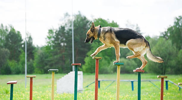 ドイツ羊飼いのトレーニング - obstacle course ストックフォトと画像