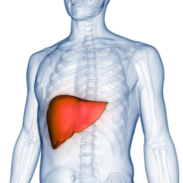 istock Human Internal Digestive Organ Liver Anatomy 1362372296