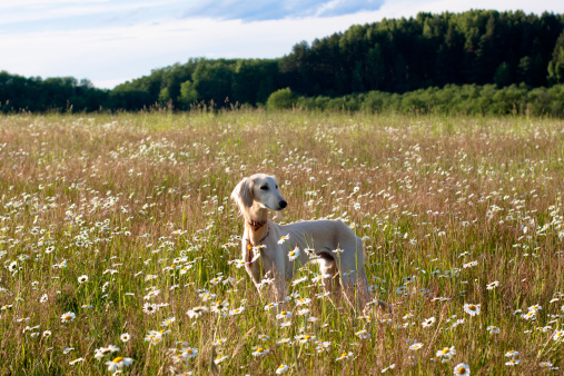 A standing young white saluki in a summer meadow.