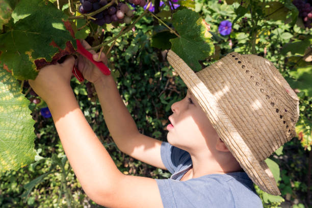 młody chłopiec zbierający winogrona pomagający swojej rodzinie - orchard child crop little boys zdjęcia i obrazy z banku zdjęć