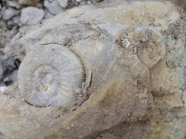 ammonite - fossil leaves imagens e fotografias de stock