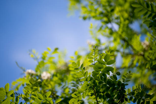 istock Flowers of white acacia 1362374374
