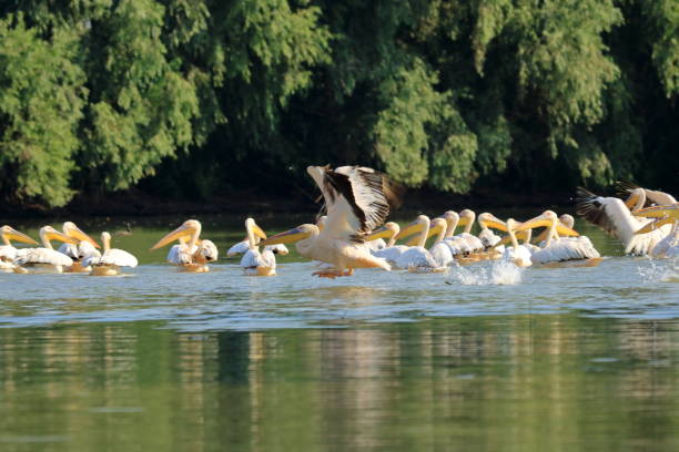 istock a group of pelicans in the Danube Delta, Romania 1362374501