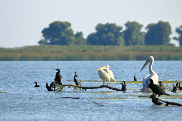 istock a group of pelicans in the Danube Delta, Romania 1362374765
