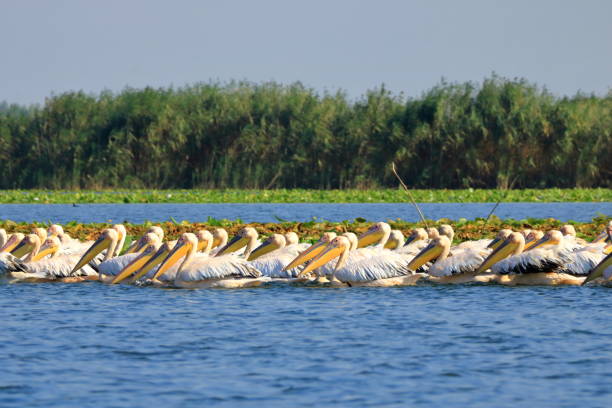 istock a group of pelicans in the Danube Delta, Romania 1362374831