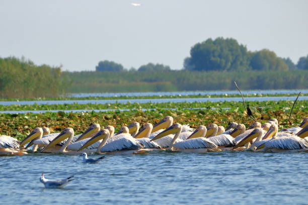 istock a group of pelicans in the Danube Delta, Romania 1362374845