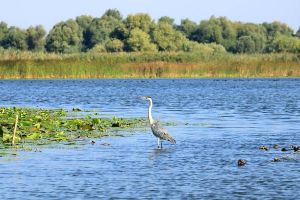 istock grey heron (ardea cinerea) in the Danube Delta, Romania 1362374925
