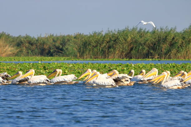 istock a group of pelicans in the Danube Delta, Romania 1362374926