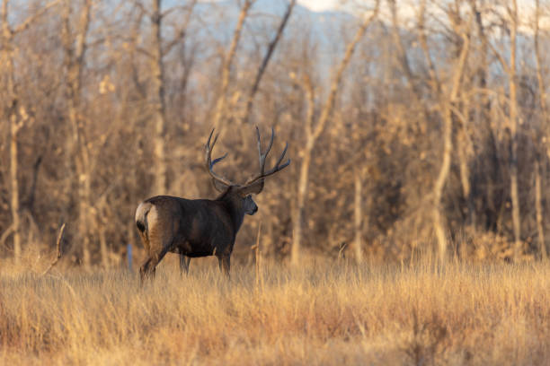 istock Mule deer Buck in Colorado in the Fall Rut 1362375638