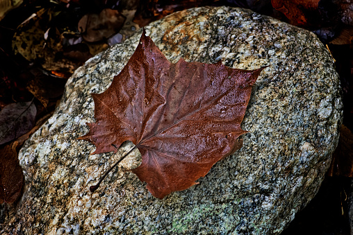 Autumn colored maple tree leaf on a rock