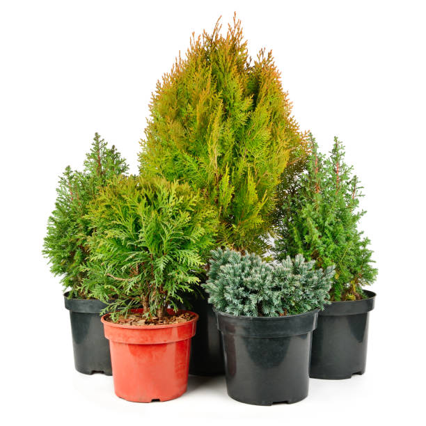 istock Juniper, cypress and thuja in flower pots isolated on white. 1362376929