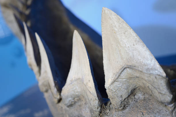 การฟื้นฟูฟันของฉลามที่ใหญ่ที่สุด - เม็กกาโลดอน ภาพสต็อก ภาพถ่ายและรูปภาพปลอดค่าลิขสิทธิ์