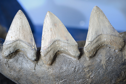 Reconstruction of teeth of the largest shark, Megalodon.