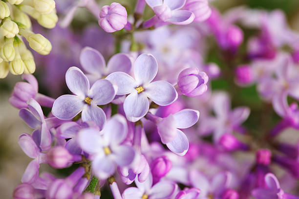 istock The flowers are lilac close up, soft focus 136237724