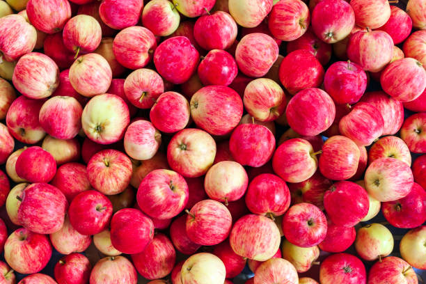 istock A bunch of yellow-red apples. Natural background from bright apples. 1362378150