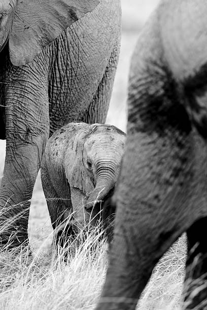 istock Elephants walk across the Masai Mara 136237822