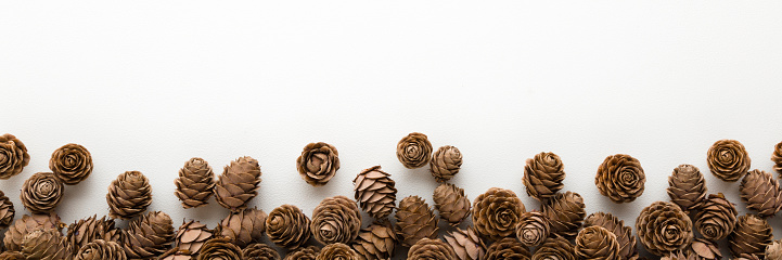 Dry brown cones isolated on white background. Closeup. Natural decorations. Empty place for text, quote or sayings. Wide banner. Top down view.