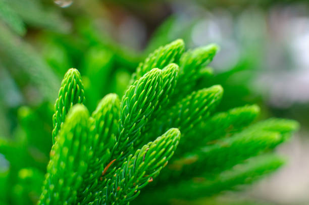 green branch of the southern coniferous tree green branch of the southern coniferous tree sequoia sempervirens stock pictures, royalty-free photos & images