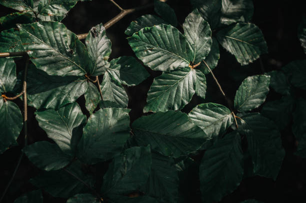 istock dark green leaves in forest 1362379592