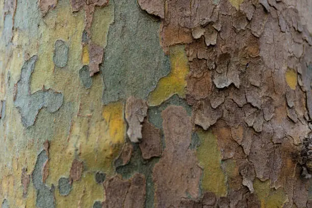 Photo of Texture of Platan tree bark. Background for design