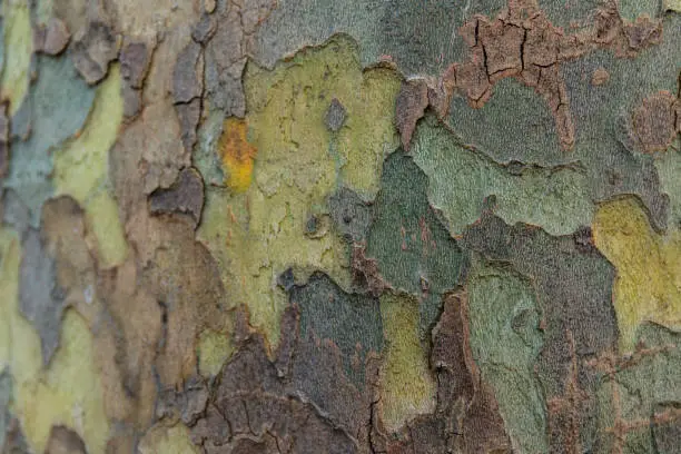 Photo of Texture of Platan tree bark. Background for design