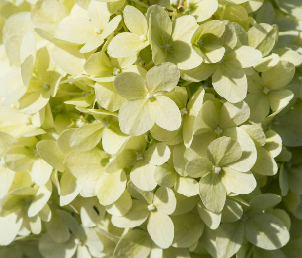 istock white hydrangea flower blooming in summer in garden 1362379815