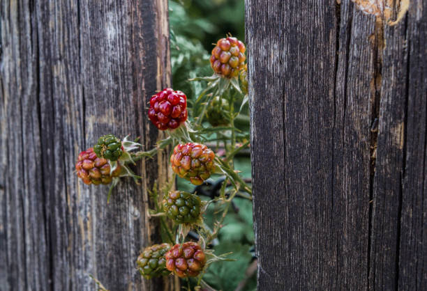 blackberry growing through aold wooden fence background