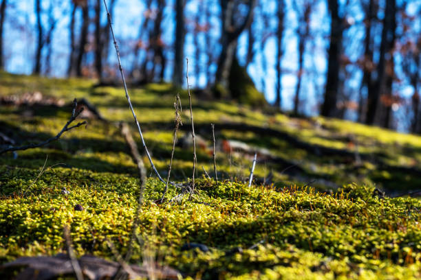 Green moss on the ground in the forest. Leafless trees and blue sky in the background.