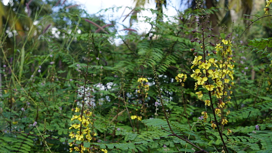 Hultholia mimosoides plant from liana species.