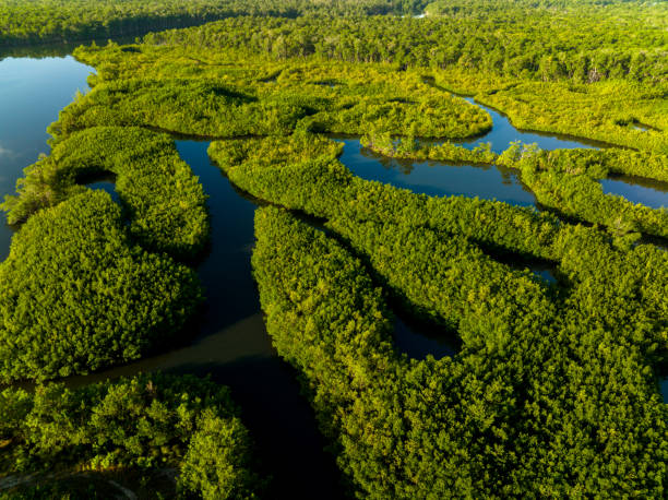 istock Nature landscape mangroves Miami aerial 1362381708