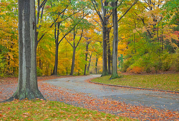 istock Autumn Color on a Curving Roadway 136238213