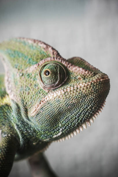 istock Chameleon head background. Lizard closeup portrait. 1362382928