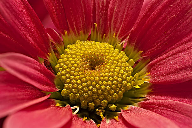 Fresco fiore - foto stock