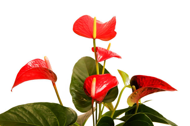 Anthurium isolated on white background. Anthurium flower is a heart-shaped flower. Flamingo flowers or Boy flowers Pigtail. Anthurium andraeanum (Araceae or Arum) symbolize hospitality. Anthurium isolated on white background. Anthurium flower is a heart-shaped flower. Flamingo flowers or Boy flowers Pigtail. Anthurium andraeanum (Araceae or Arum) symbolize hospitality. anthurium stock pictures, royalty-free photos & images