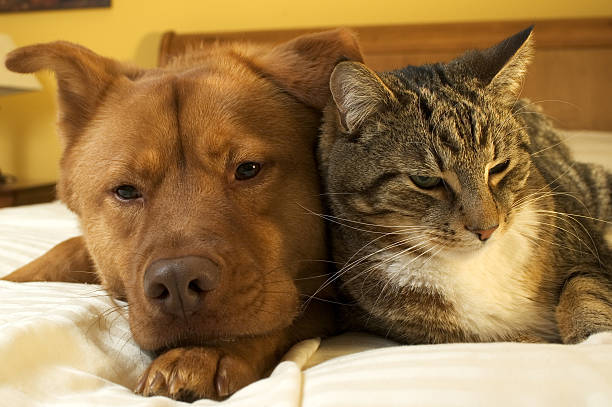 istock Dog and cat relaxing 136238525